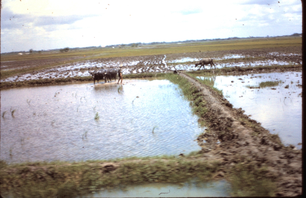 Original image